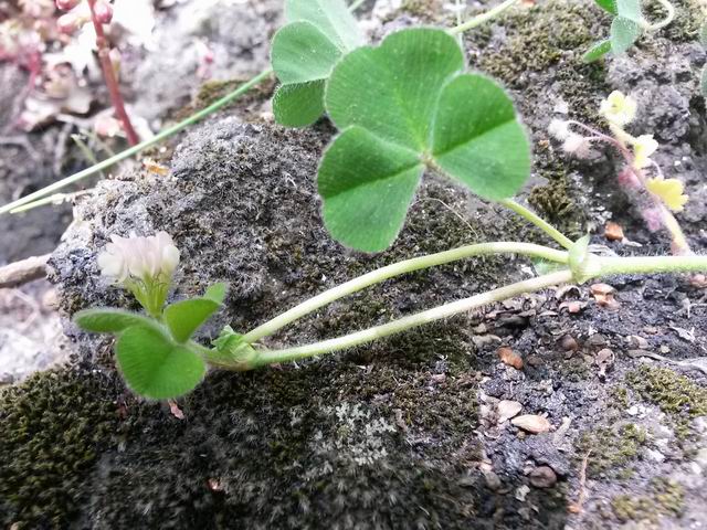 Trifolium subterraneum